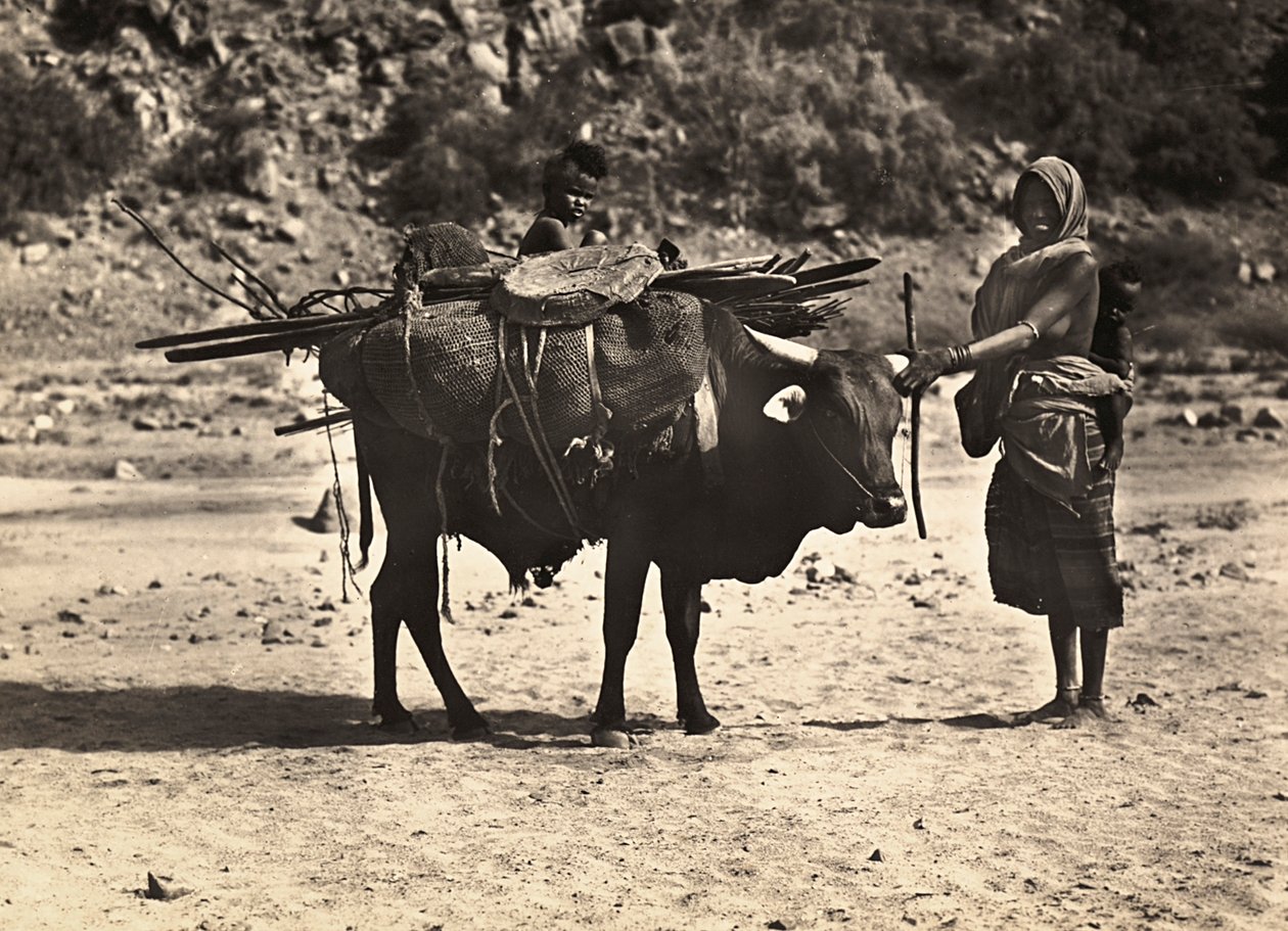 फासीवादी युग में 'बिल्डिंग ए एम्पायर': खानाबदोश, 09/05/1936 (बी/डब्ल्यू फोटो) द्वारा मोडेस्टिनो बाल्डिनेटी