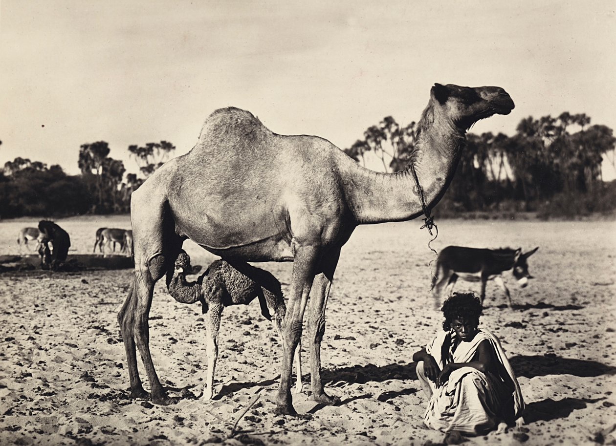फासीवादी युग में 'बिल्डिंग ए एम्पायर': खानाबदोश, 09/05/1936 (बी/डब्ल्यू फोटो) द्वारा मोडेस्टिनो बाल्डिनेटी