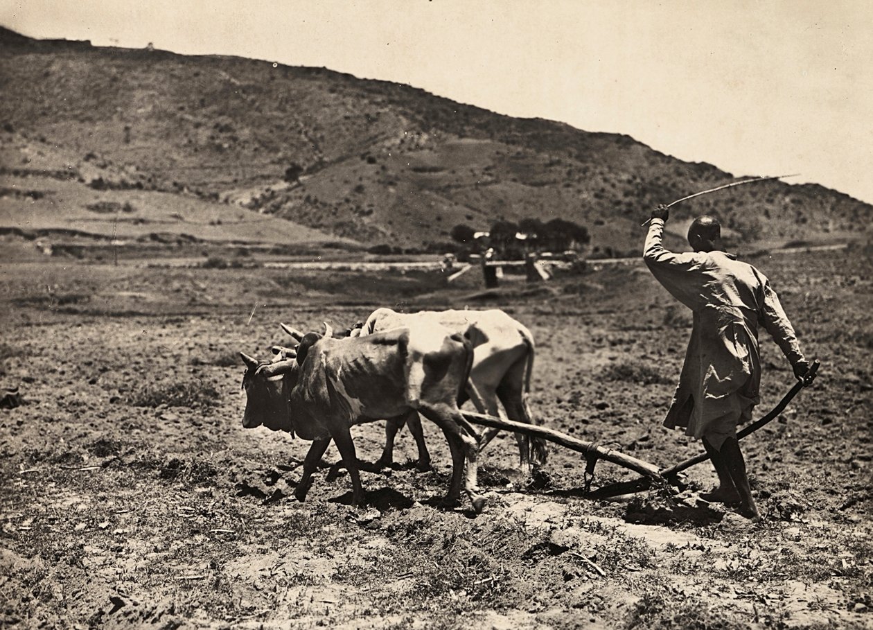 फासिस्ट युग में 'बिल्डिंग ए एम्पायर': अल्टोपियानो पर जुताई, 09/05/1936 (बी/डब्ल्यू फोटो) द्वारा मोडेस्टिनो बाल्डिनेटी