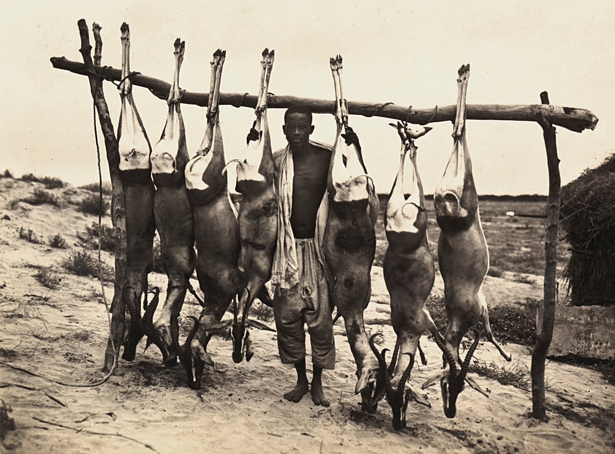 फासीवादी युग में 'बिल्डिंग ए एम्पायर': कुछ कैद हिरण, 09/05/1936 (बी/डब्ल्यू फोटो) द्वारा मोडेस्टिनो बाल्डिनेटी
