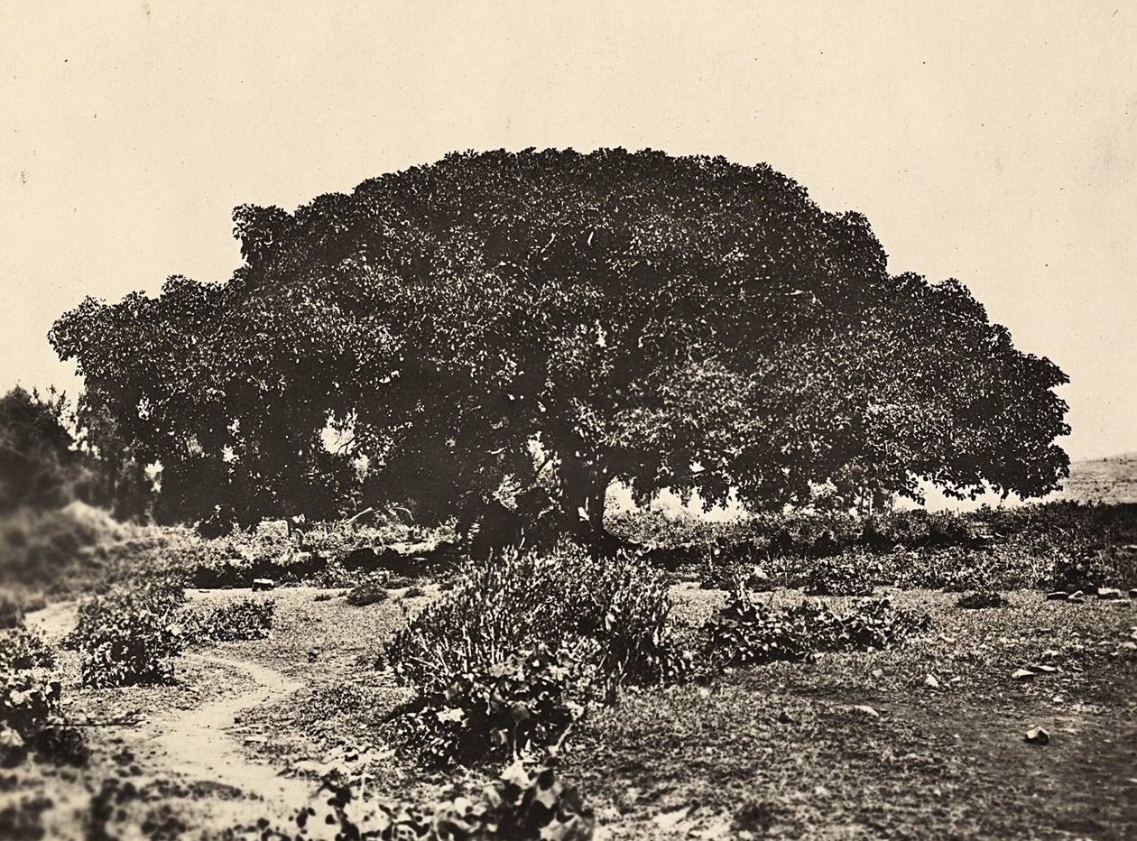 फासीवादी युग में 'बिल्डिंग ए एम्पायर': "सिकोमोरो", 1896 में एडुआ में इतालवी कैदियों की अदालत, 09/05/1936 (बी/डब्ल्यू फोटो) द्वारा मोडेस्टिनो बाल्डिनेटी