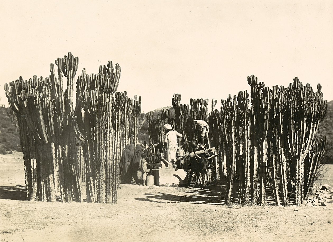 फासीवादी युग में 'बिल्डिंग ए एम्पायर': वेल एट नैकफा, 09/05/1936 (बी/डब्ल्यू फोटो) द्वारा मोडेस्टिनो बाल्डिनेटी