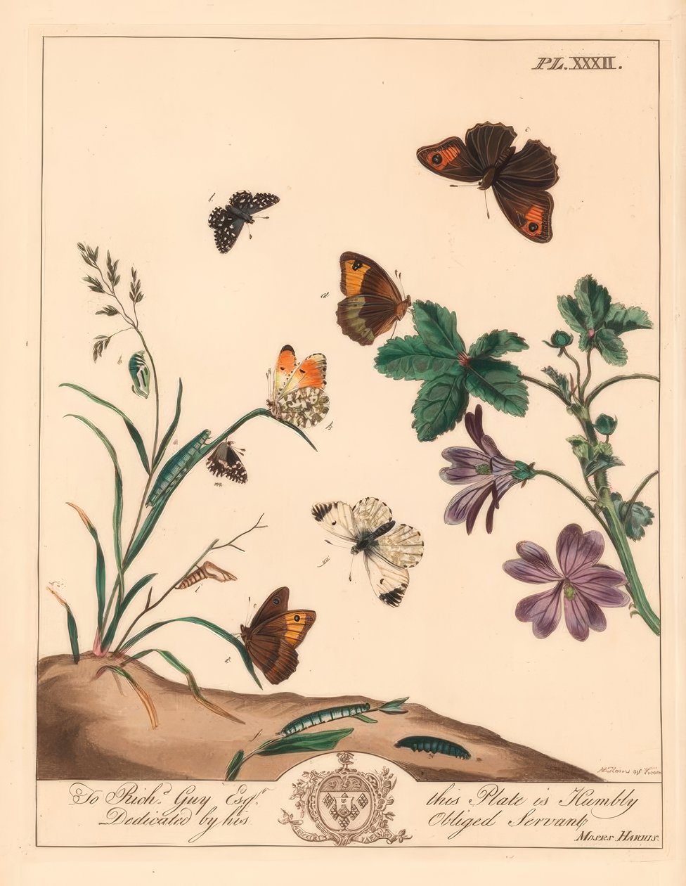 मीडो ब्राउन बटरफ्लाई, मनिओला जर्टिना, वुड लेडी या ऑरेंज टिप, एन्थोकारिस इलायची और ग्रिज़्ड स्किपर, पाइरगस एल्वोलस द्वारा मूसा हैरिस
