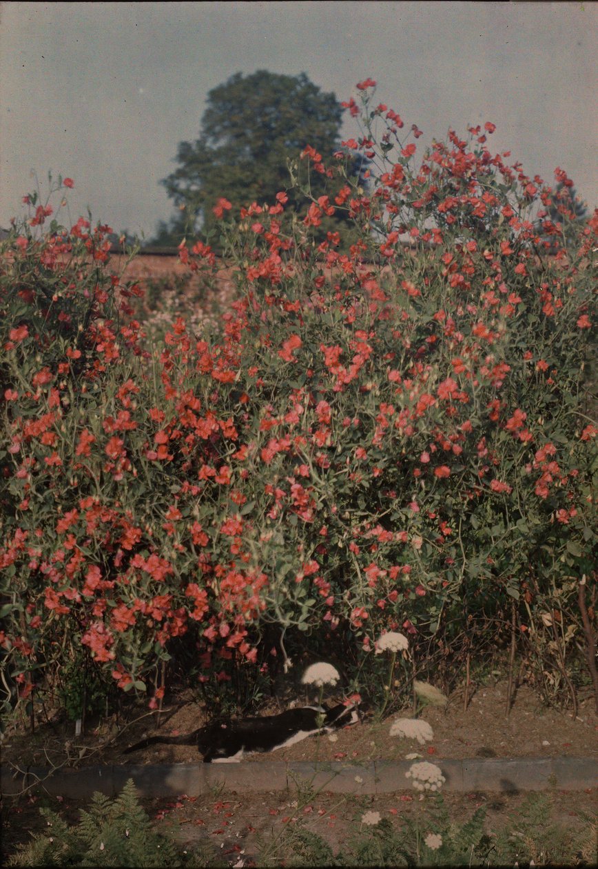 बिल्ली और मीठे मटर, सीए। 1907. द्वारा काई