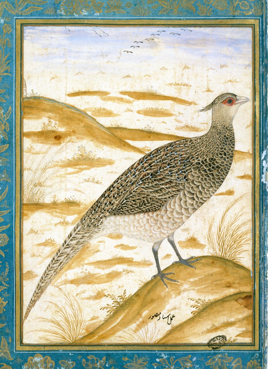 सैंडी लैंडस्केप के खिलाफ एक हिमालयन चीयर तीतर, c.1620 द्वारा मुगल स्कूल