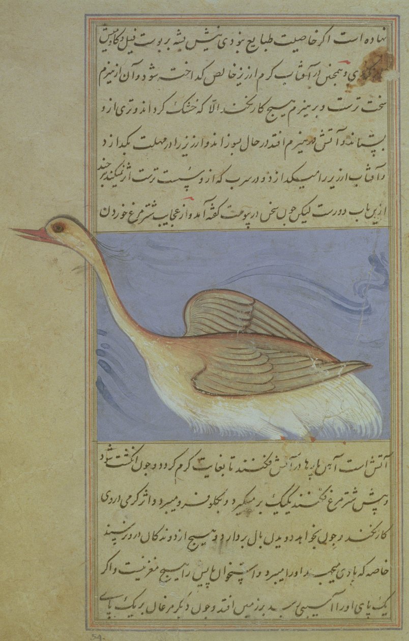 नुज़हत-नामा इलाई से एक हंस, 1599 (1007 हिजड़ा) द्वारा मुगल स्कूल