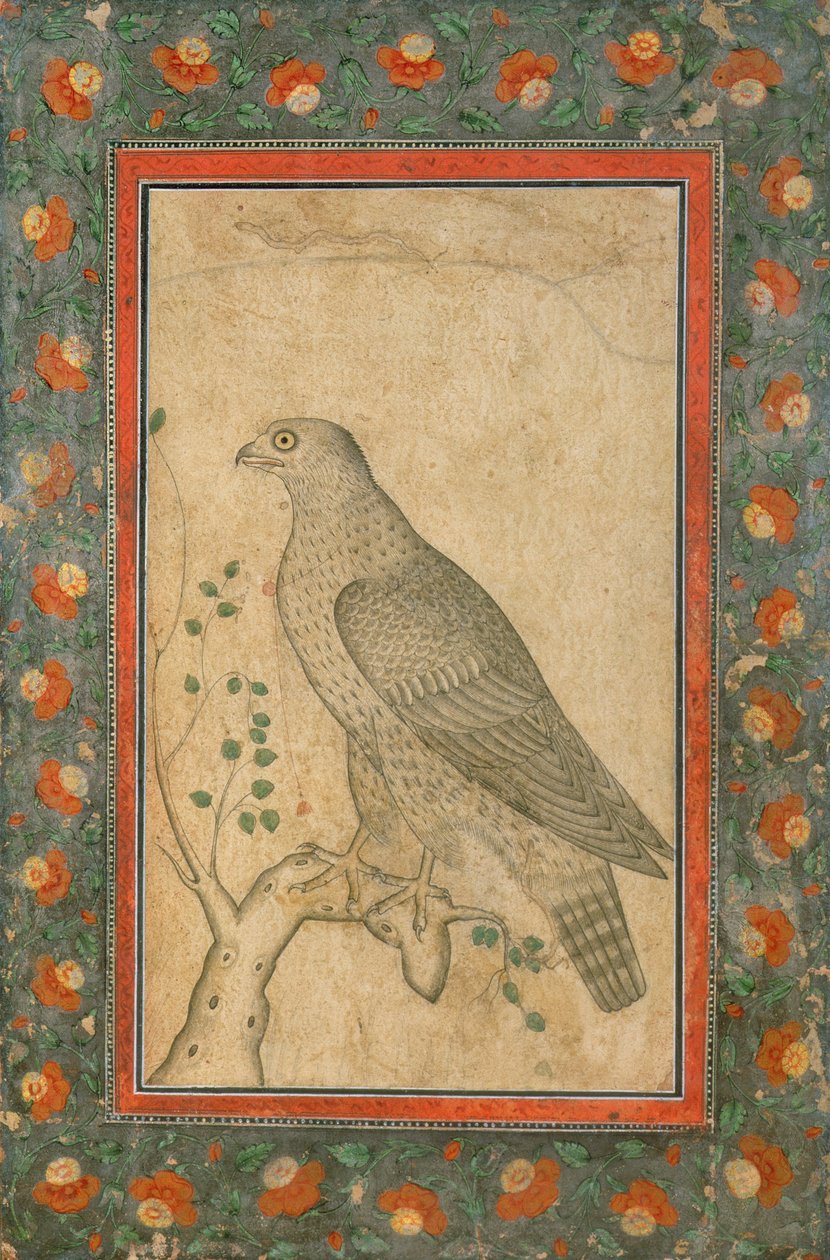 फाल्कन एक पत्तेदार स्टंप पर गढ़ा, c.1650 द्वारा मुगल स्कूल