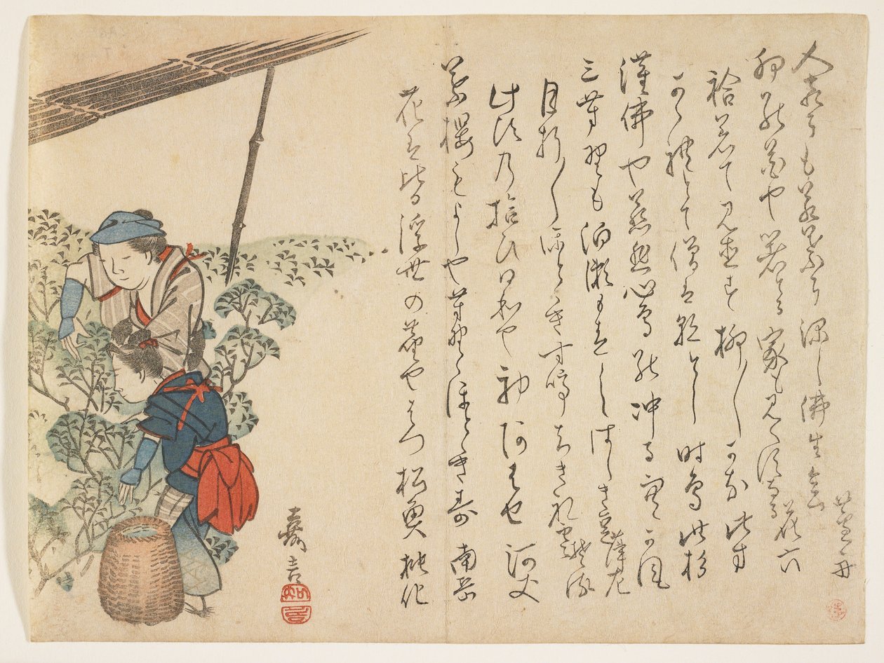 चाय पिकर, c.1830-44 (कलर वुडब्लॉक प्रिंट) द्वारा मुरता कागेन