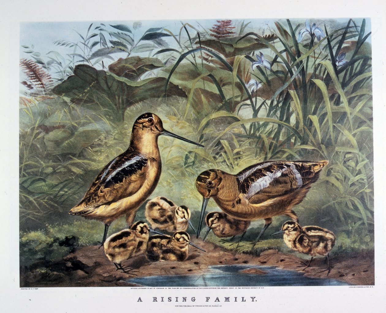  द्वारा एन. और इवेस जेएम (1824-95) क्यूरियर