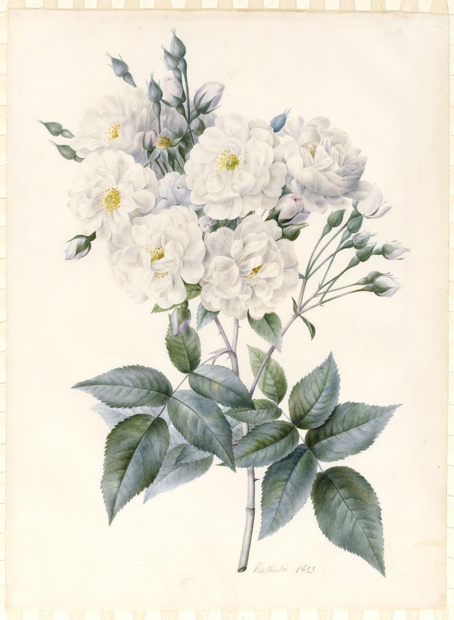 Noisette Rose, 1823 (कुछ गम अरबी के साथ wc und bodycolour, तैयार मखमल पर ग्रेफाइट रूपरेखा के निशान से अधिक) द्वारा नथाली डी'समेनार्ड