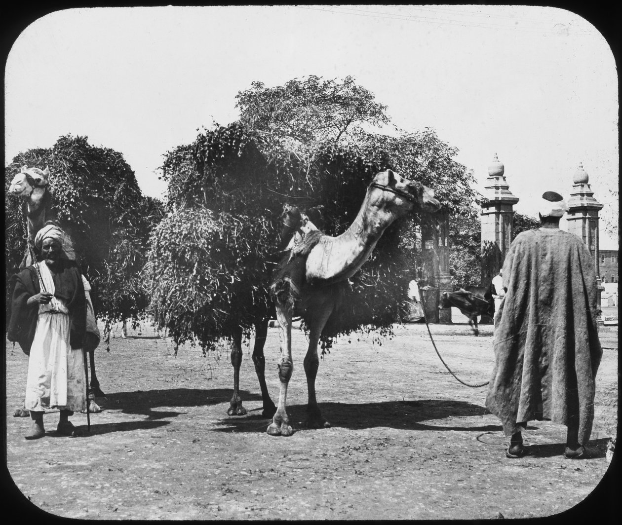 ऊंटों का चारा, मिस्र, c1890। द्वारा न्यूटन और सह