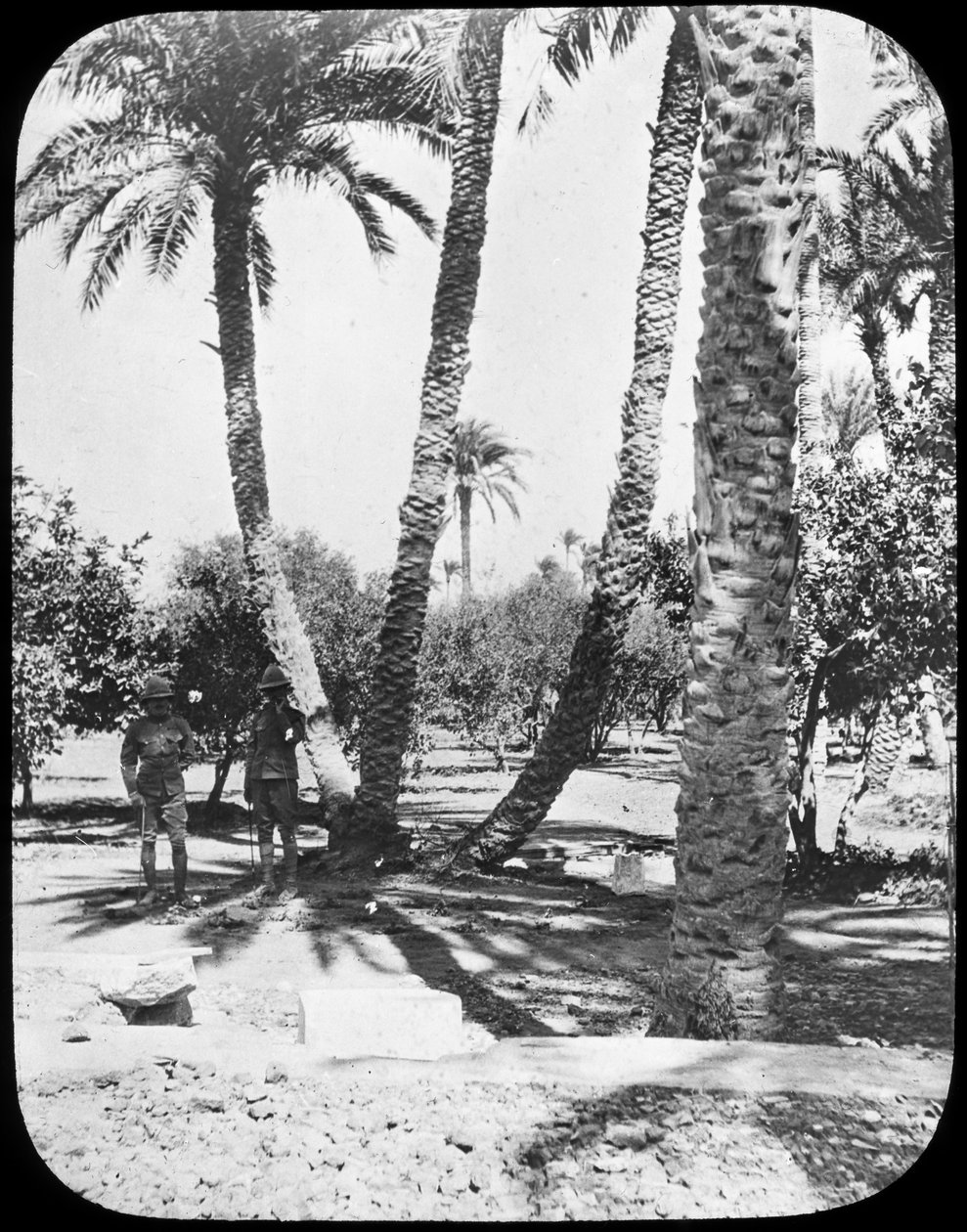 जनरल गॉर्डन गार्डन, खार्तूम, सूडान, c1890 द्वारा न्यूटन और सह