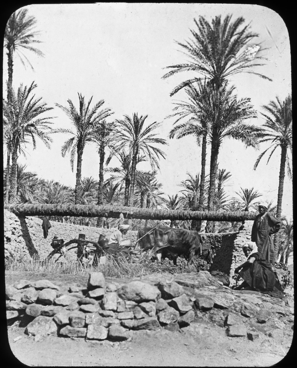 पानी का पहिया, मिस्र, c1890 द्वारा न्यूटन और सह