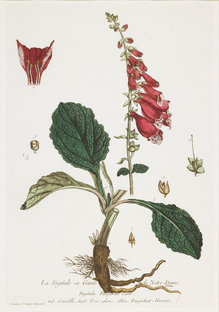 ला डिजिकेल (फॉक्सग्लोव), ला बुटीक से सभी के लिए खुला, 1774 द्वारा निकोलस फ्रेंकोइस रेग्नॉल्ट
