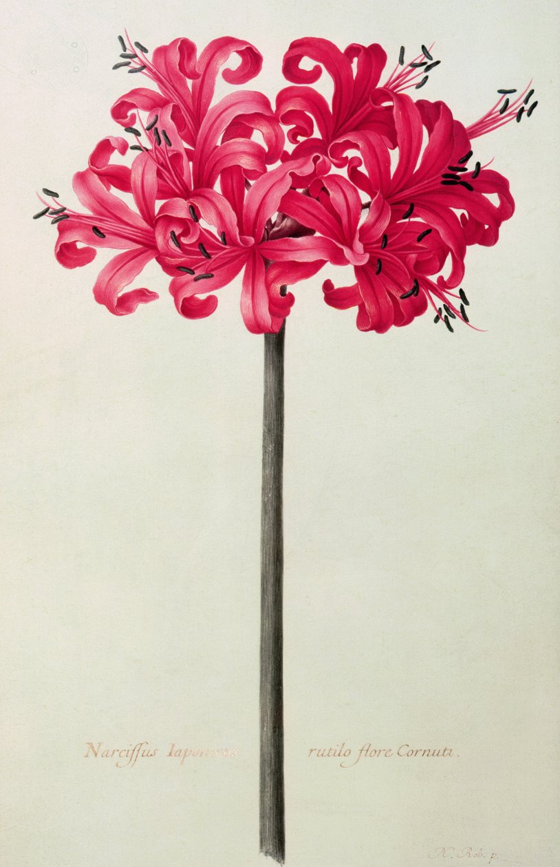 Amaryllis Sarniensis, या Narcissus (वेल्लम पर wc) द्वारा निकोलस रॉबर्ट