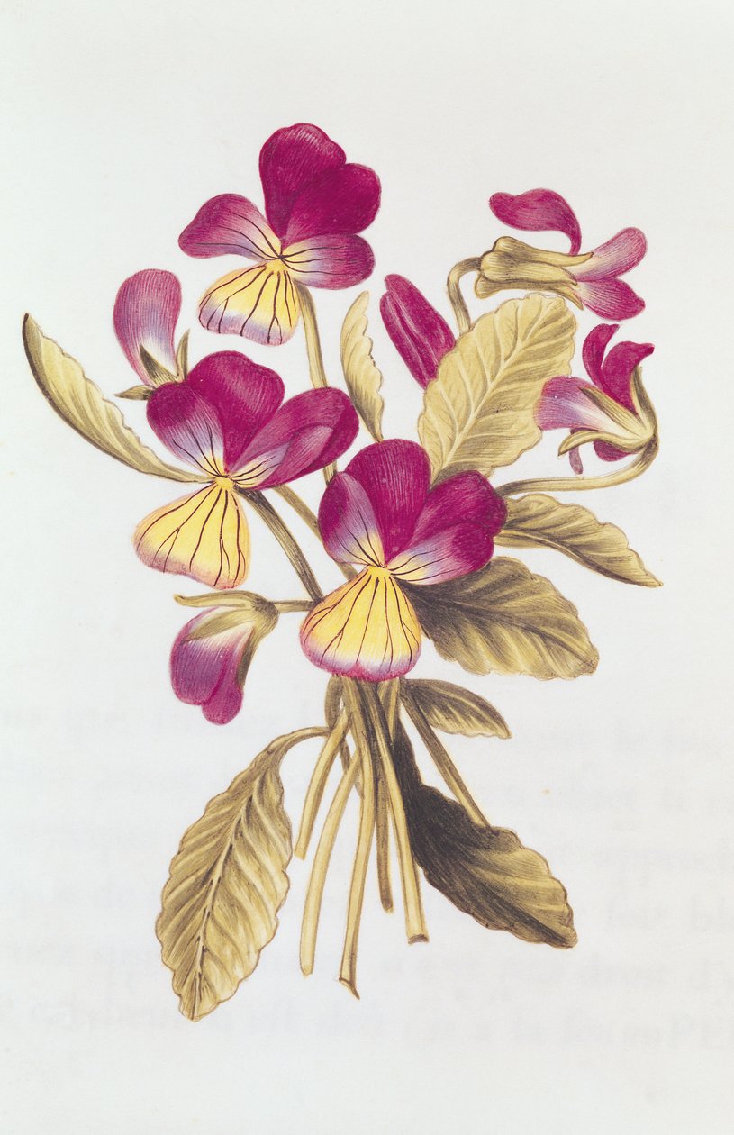 पैंसी, &39;द गारलैंड ऑफ़ जूली&39; से, c.1642 (वेल्लुम पर wc) द्वारा निकोलस रॉबर्ट