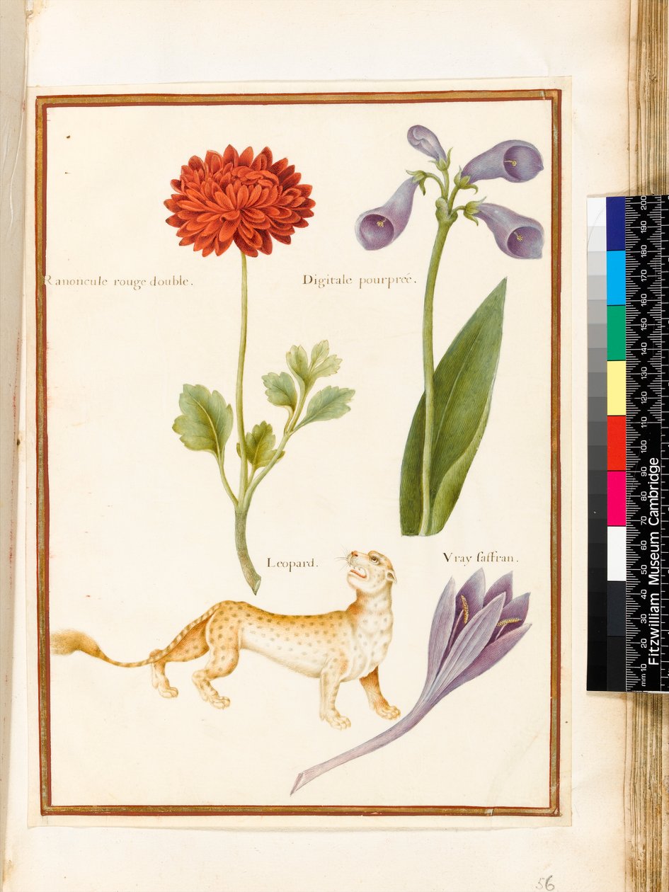 Ranunculus, Foxglove, Meadow Saffron and a Leopard (wc & gouache on vellun) द्वारा निकोलस रॉबर्ट