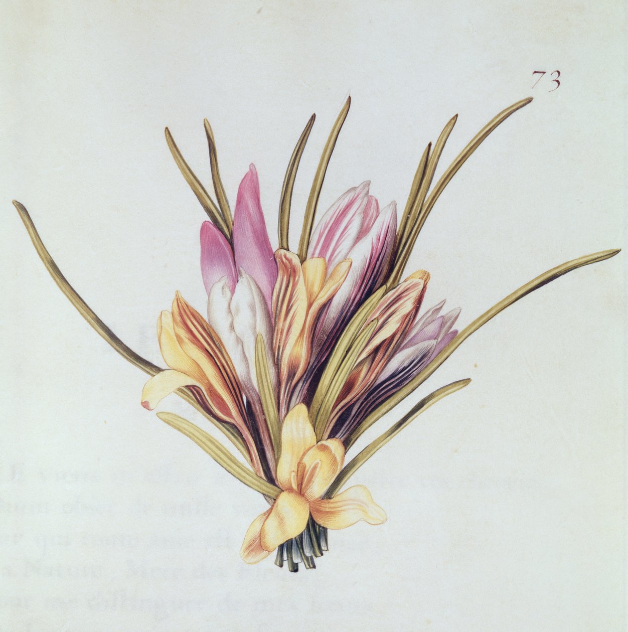 केसर या क्रोकस, &39;ला गुइरालंडे डे जूली&39; से, c.1642 (वेल्लम पर wc) द्वारा निकोलस रॉबर्ट