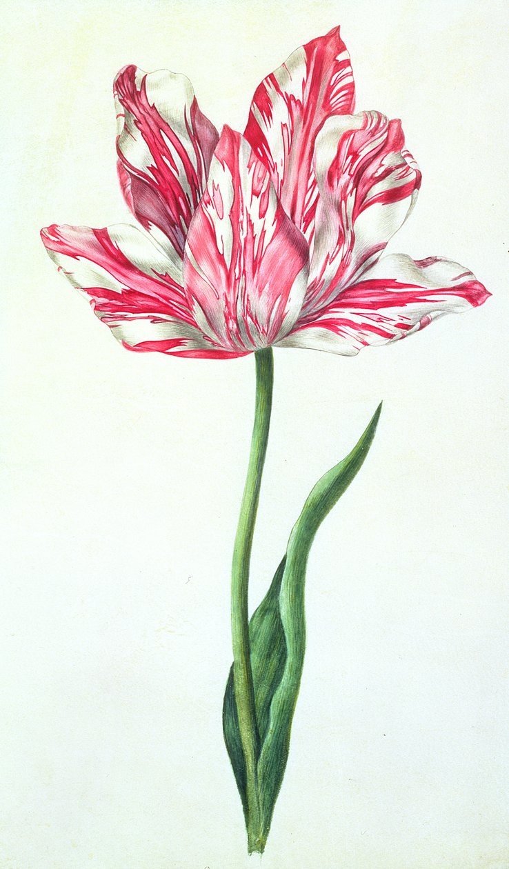 ट्यूलिप, c.1675 (वेल्लम पर गौचे) द्वारा निकोलस रॉबर्ट