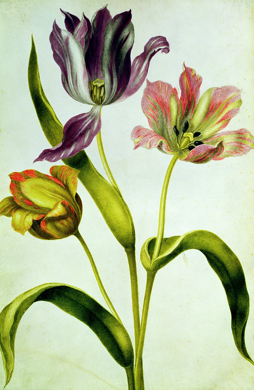 ट्यूलिप, c.1675 (वेल्लम पर गौचे) द्वारा निकोलस रॉबर्ट