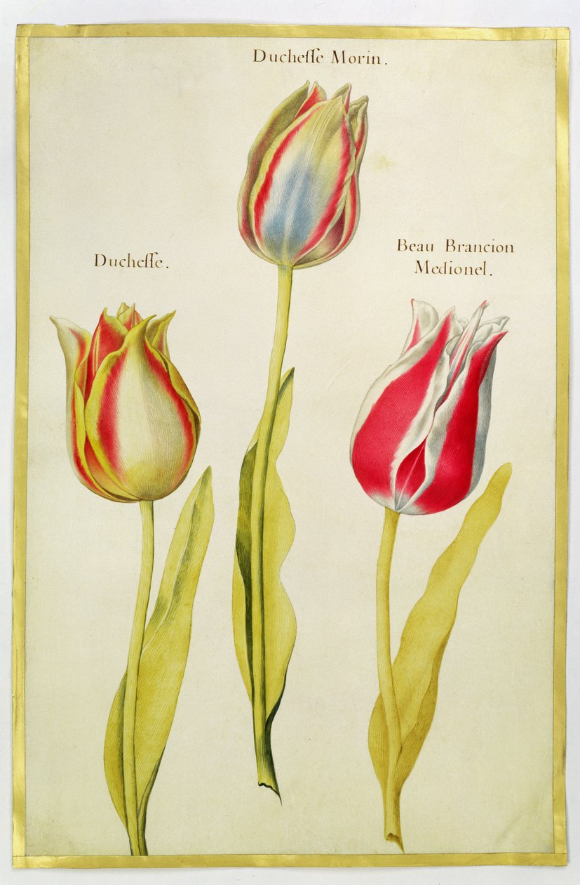 ट्यूलिप, c.1675 (वेल्लम पर गौचे) द्वारा निकोलस रॉबर्ट