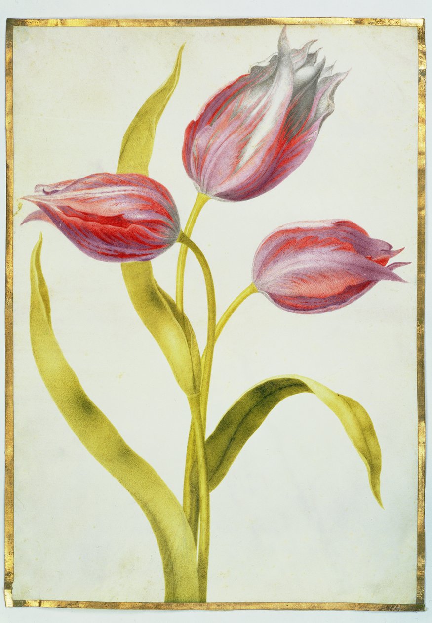 ट्यूलिप, c.1675 (वेल्लम पर गौचे) द्वारा निकोलस रॉबर्ट