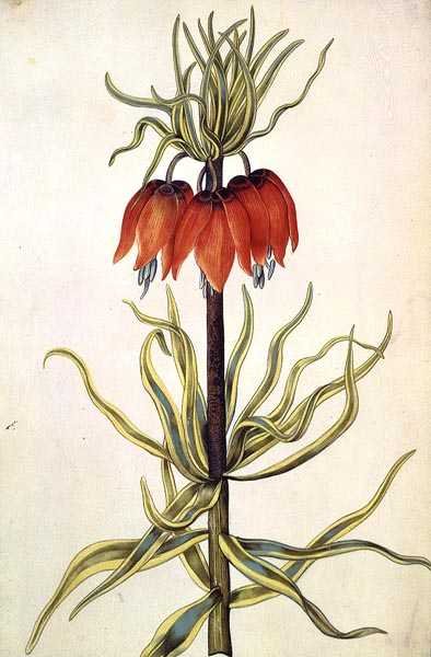 फ्रिटिलेरिया, c.1675 (वेल्लम पर गौचे) द्वारा निकोलस रॉबर्ट