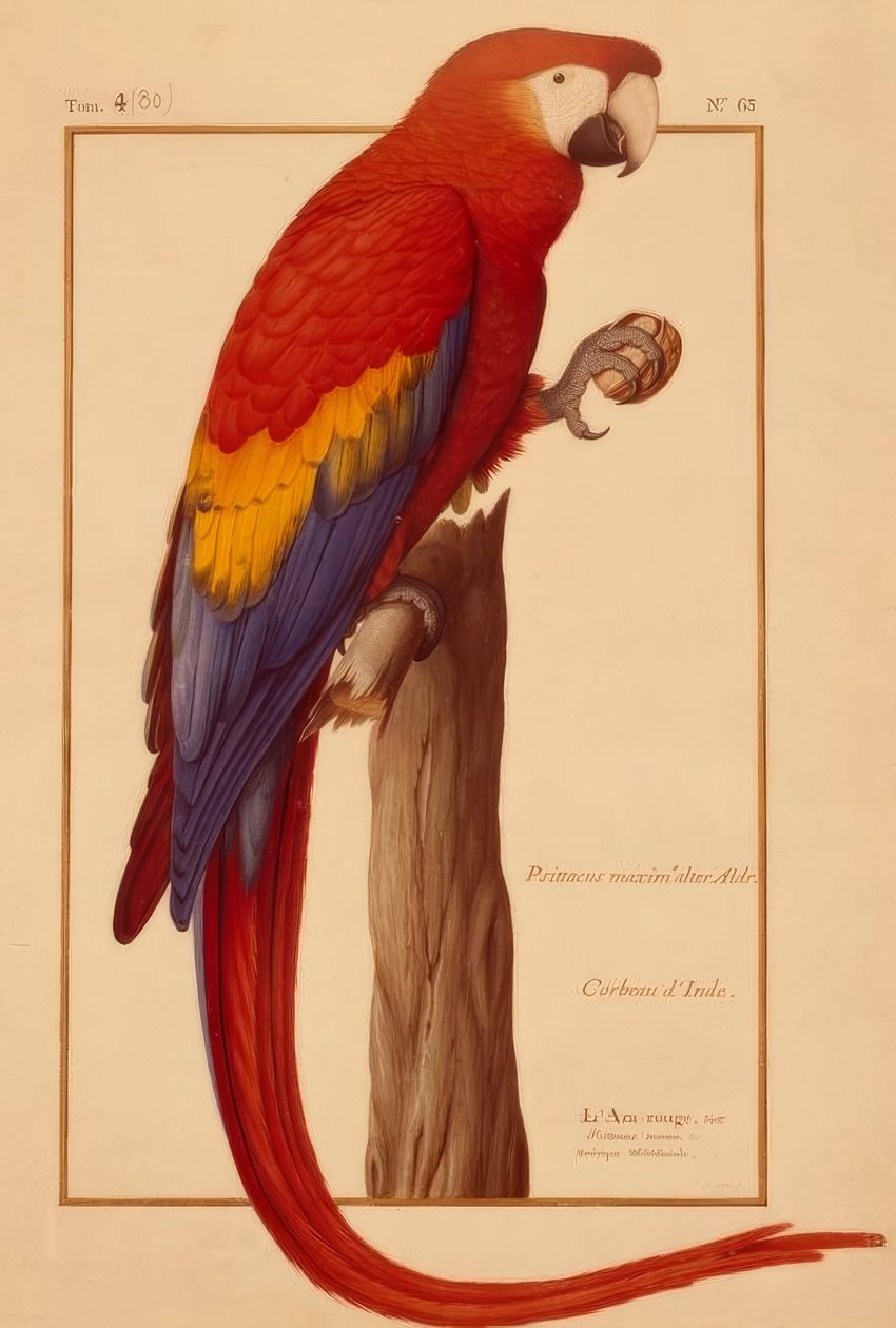 Psittacus मैक्सिमस आयु (ऊपर) द्वारा निकोलस रॉबर्ट