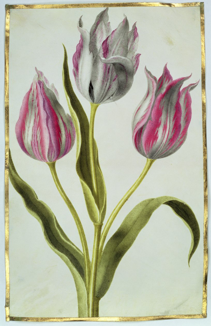 ट्यूलिप, c.1675 (वेल्लम पर गौचे) द्वारा निकोलस रॉबर्ट