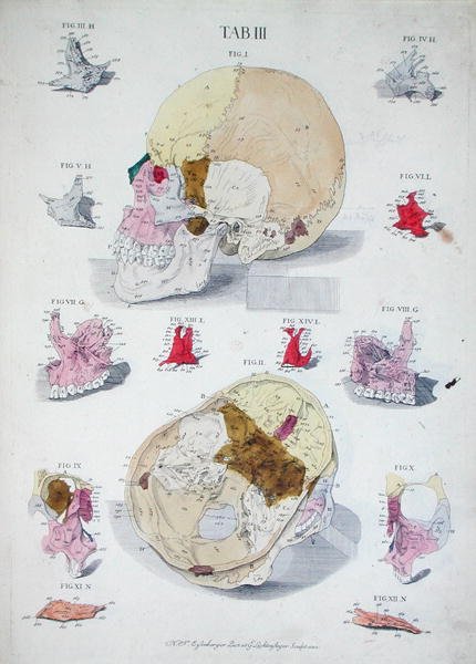 खोपड़ी की हड्डियाँ, क्रिस्टोफ़ जैकब ट्रू (1695-1769) द्वारा 'टैबुले ऑस्टियोलॉजिका' से जी. लिचटेनस्टेगर द्वारा उकेरी गई द्वारा निकोलस फ्रेडरिक (बाद में) ईसेनबर्गर