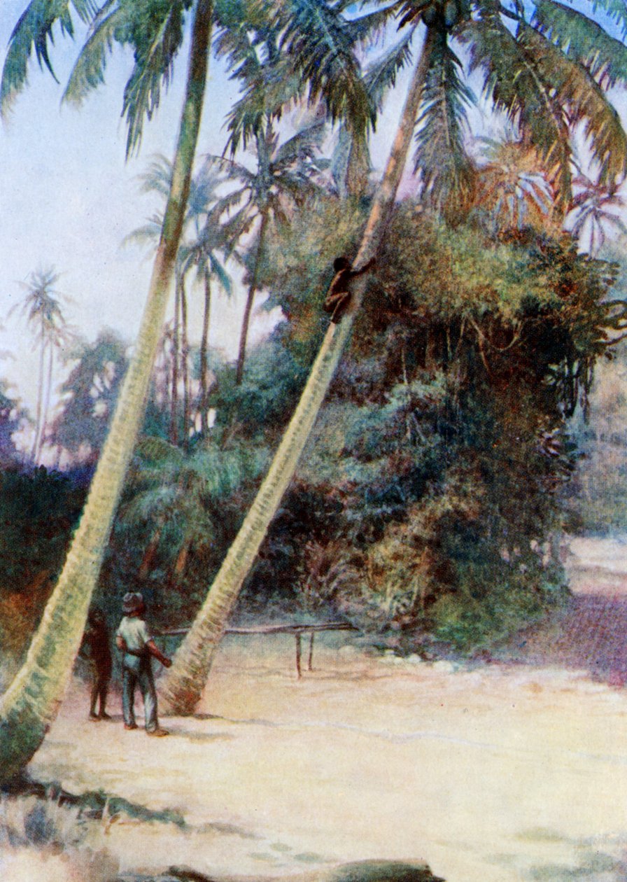 हरा नारियल, 1908 के बाद चढ़ना द्वारा नॉर्मन हार्डी