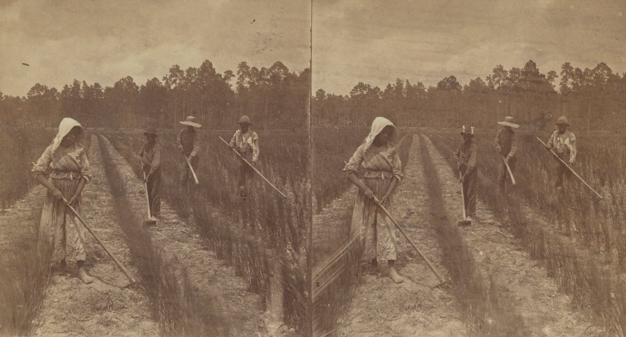 होइंग राइस, 1876-1888। द्वारा ओ. पियरे हेवन्स