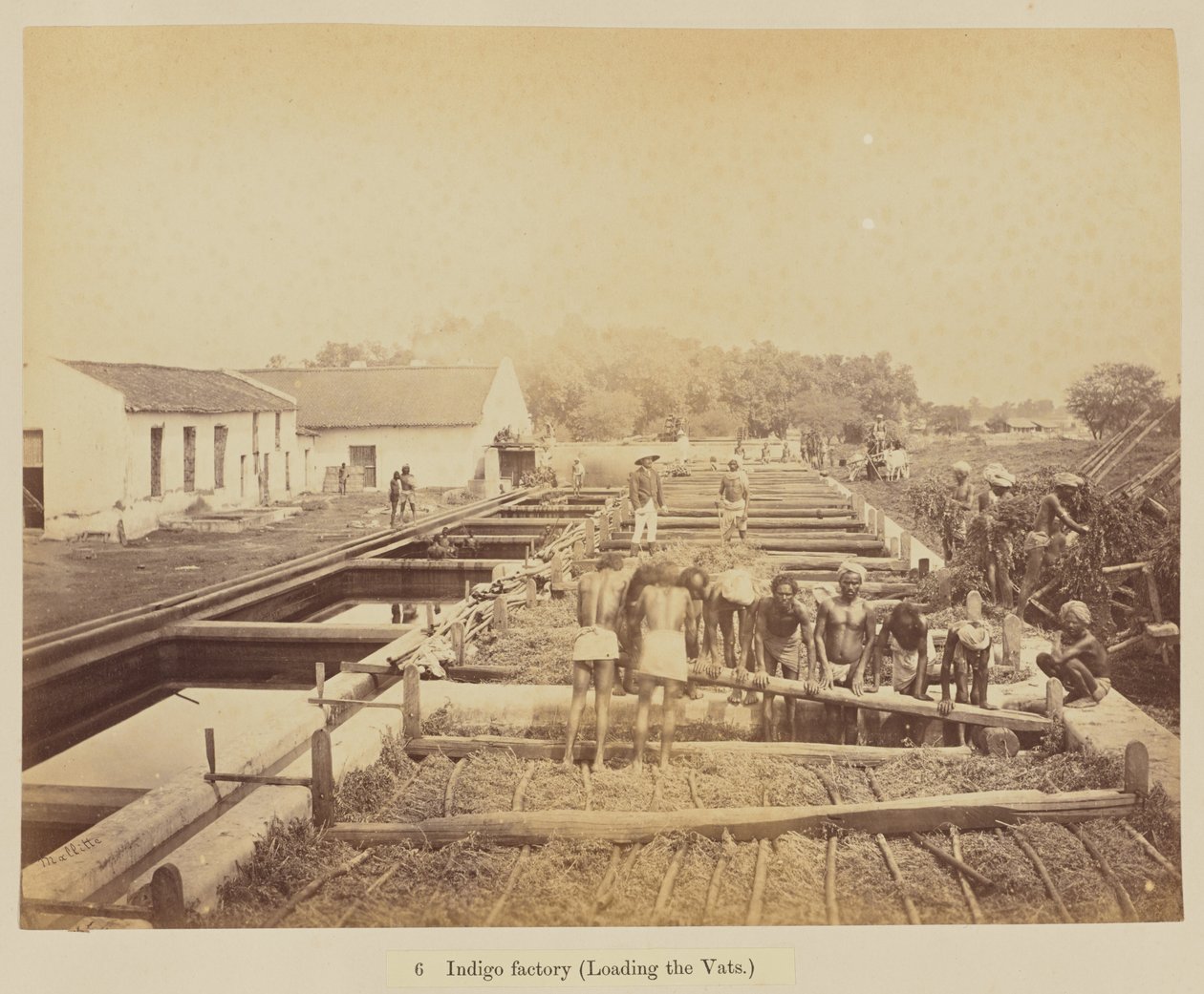  द्वारा ऑस्कर मालिटे