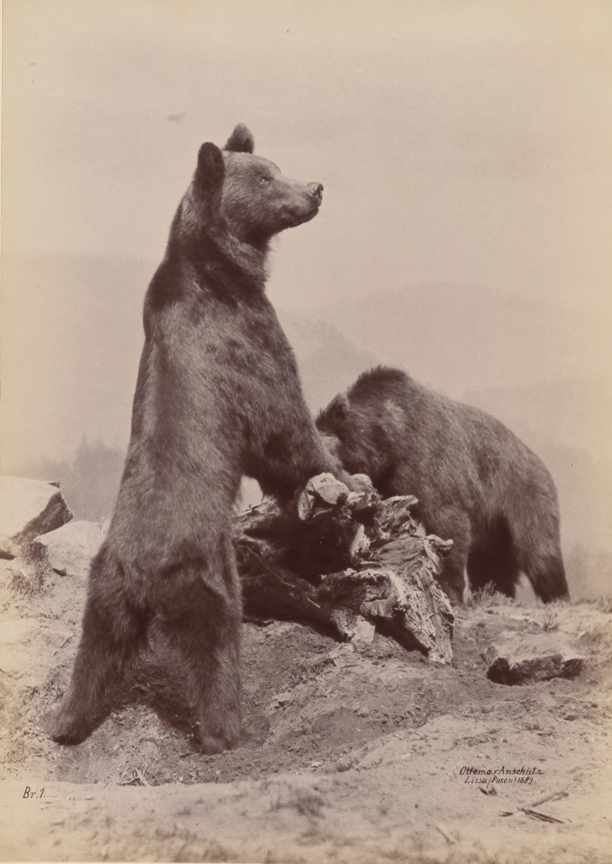 [दो भालू], 1889। द्वारा ओटोमर अंसचुत्ज़ी