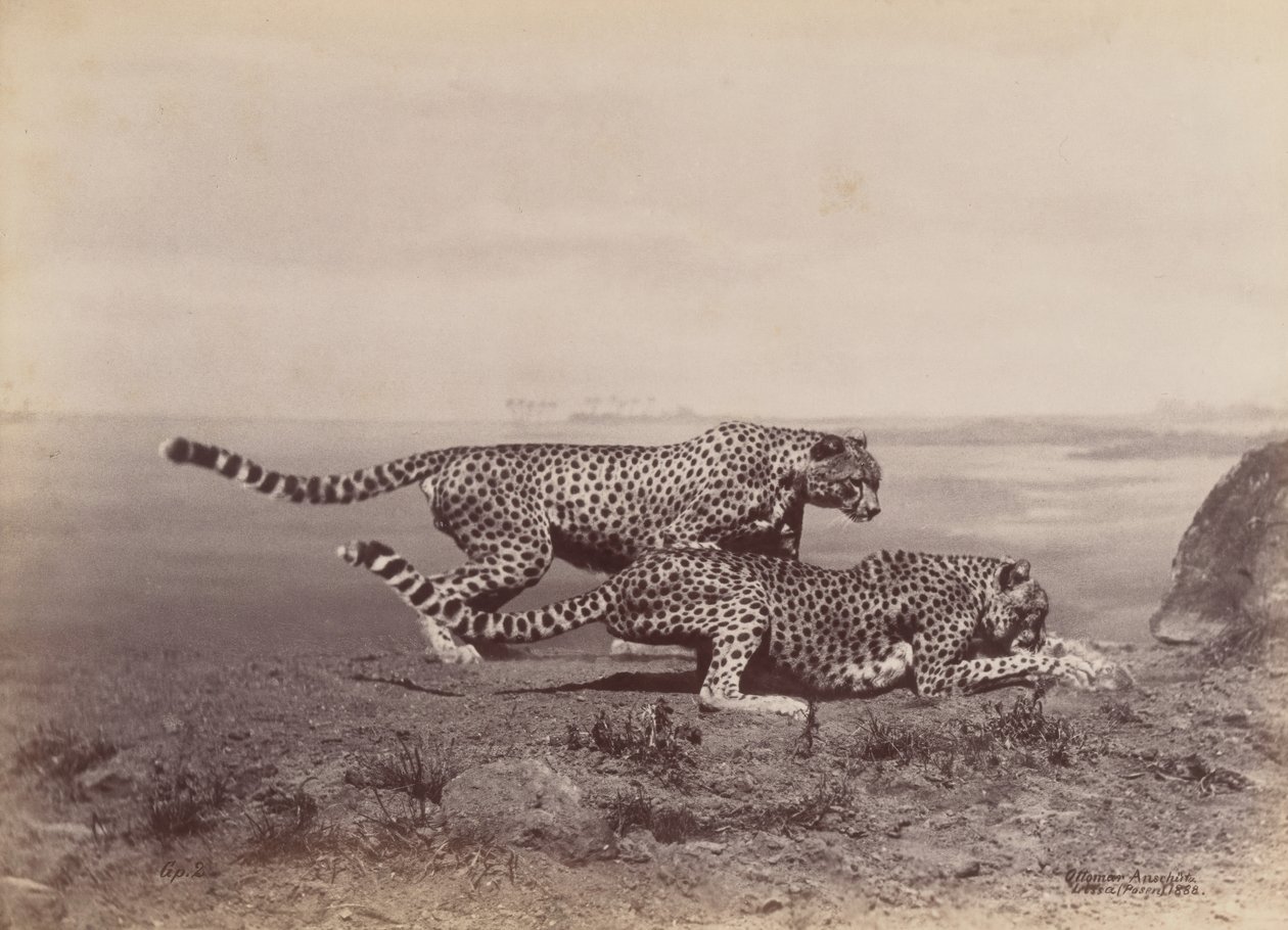 [दो चीते], 1888। द्वारा ओटोमर अंसचुत्ज़ी