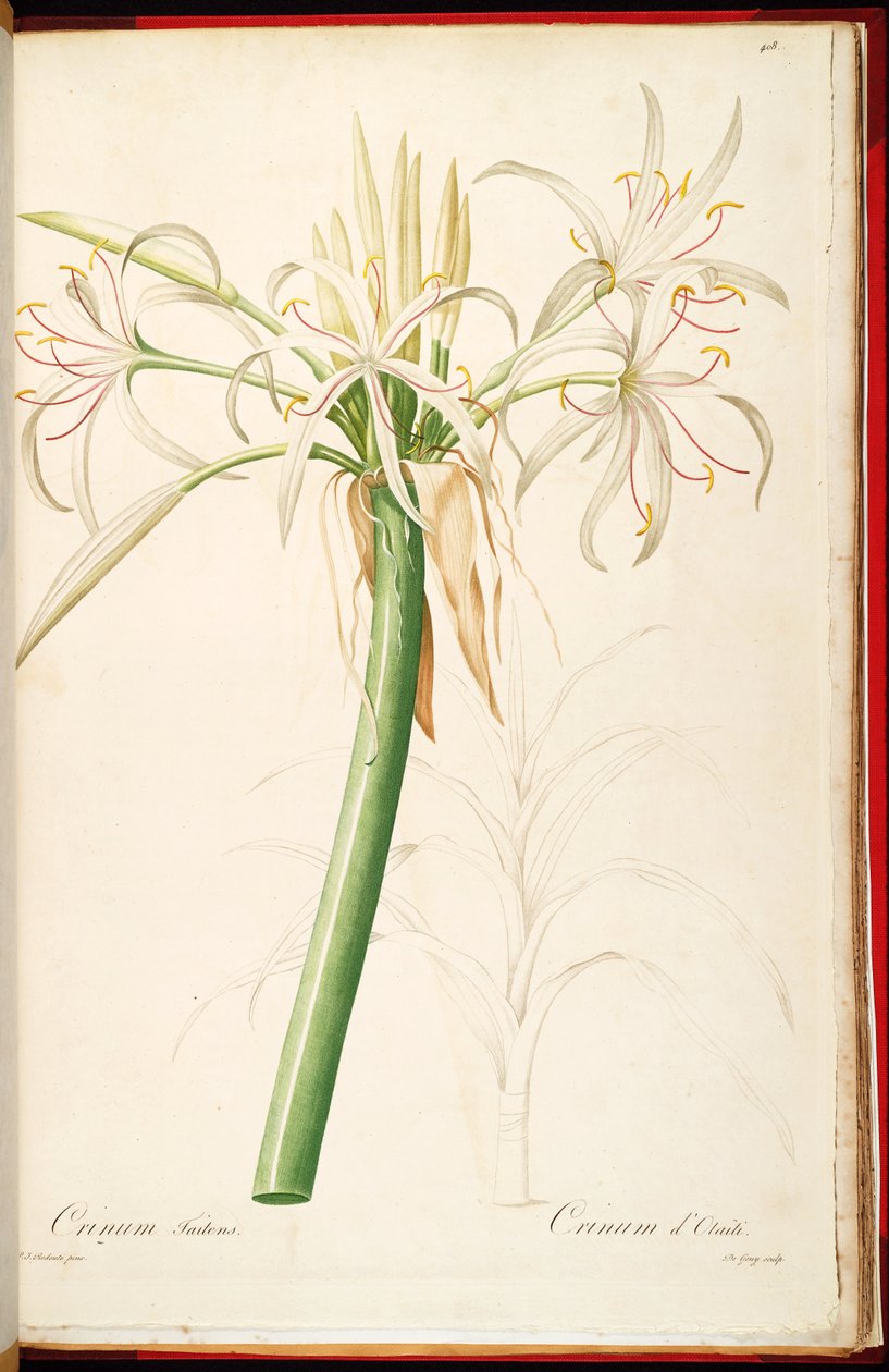Crinum एसएसपी। Kott द्वारा पियरे जोसेफ रेडाउट