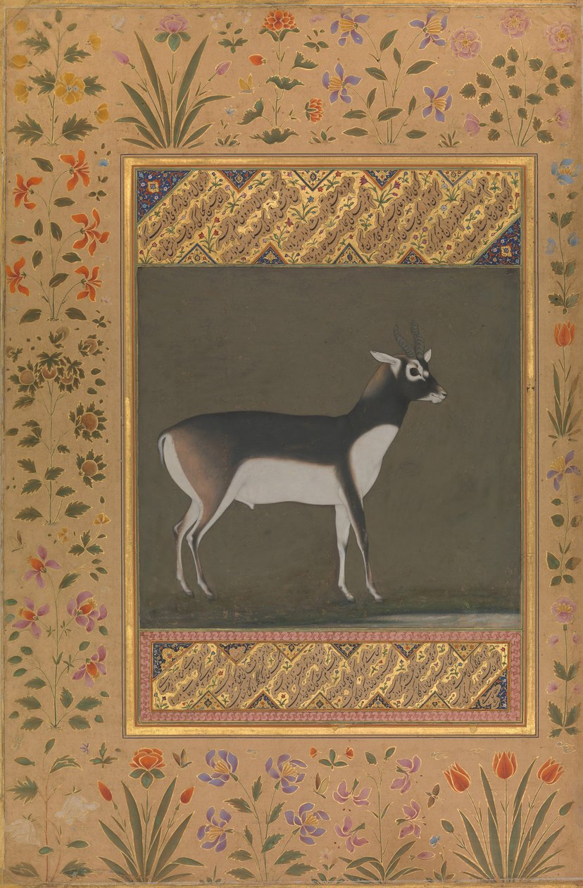 ब्लैक बक, शाहजहाँ एल्बम से फोलियो, रेक्टो: सीए। 1615-20, छंद: सीए। 1530-50। द्वारा मनोहर को पेंटिंग का श्रेय