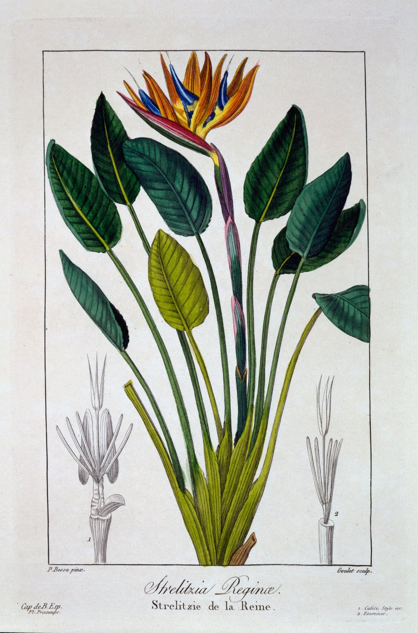 बर्ड ऑफ पैराडाइज या क्रेन फ्लावर, पब। 1836. द्वारा पैनाक्रे बेसा