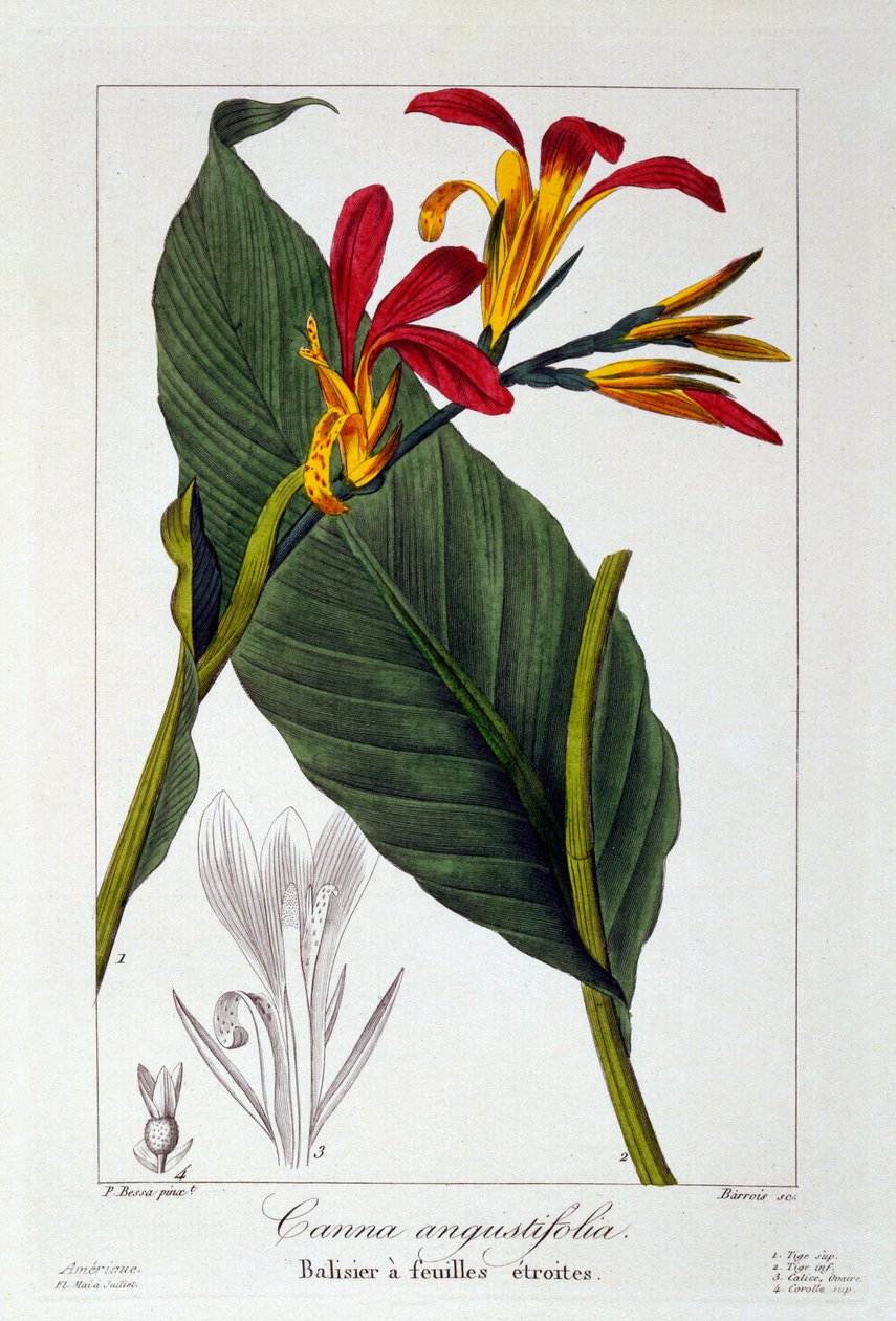 कन्ना या इंडियन शॉट फ्लावर, पब। 1836. द्वारा पैनाक्रे बेसा