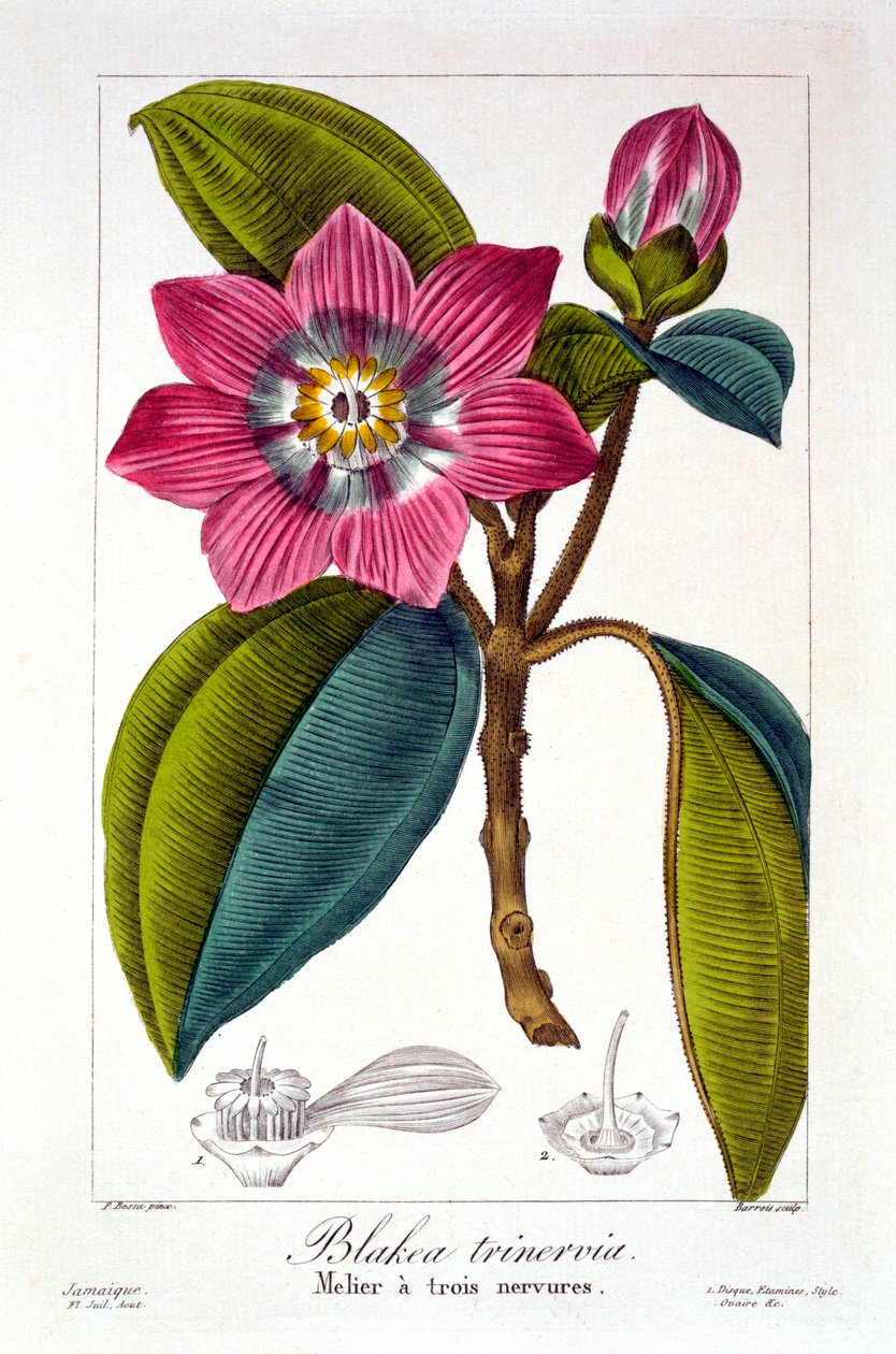 मेलियर, पब। 1836. द्वारा पैनाक्रे बेसा