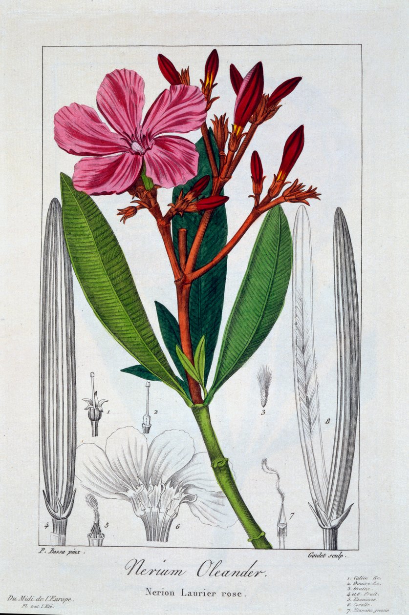नेरियम ओलियंडर, पब। 1836. द्वारा पैनाक्रे बेसा