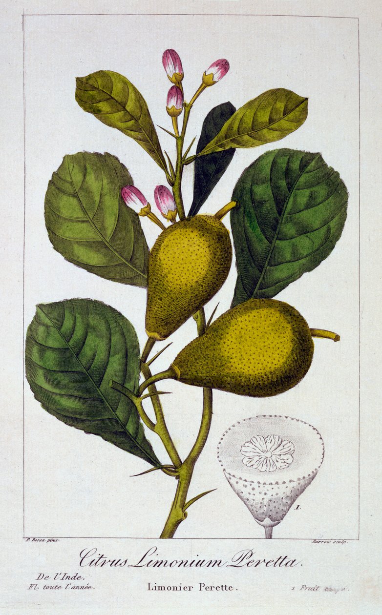 पेरेटा लेमन, पब। 1836. द्वारा पैनाक्रे बेसा