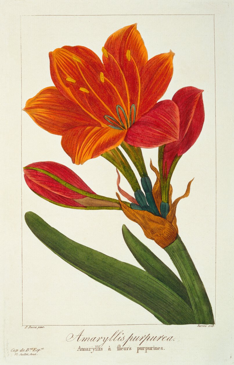 Amaryllis purpurea, 1836 (हाथ से रंग की नक्काशी) द्वारा पैंसेरा बेसा