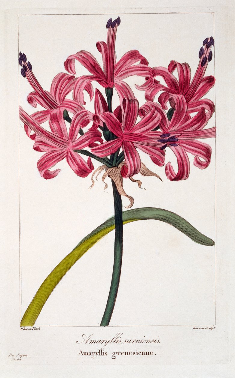 Amaryllis sarniensis, 1836 (हाथ से रंग की नक्काशी) द्वारा पैंसेरा बेसा