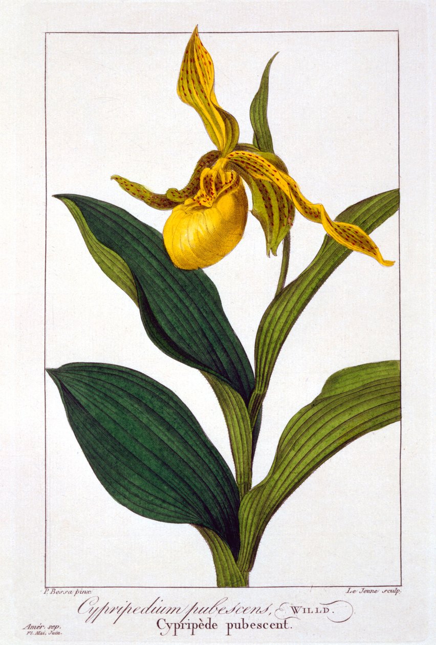 साइप्रेडियम, 1836 (हाथ से रंग वाली उत्कीर्णन) द्वारा पैंसेरा बेसा
