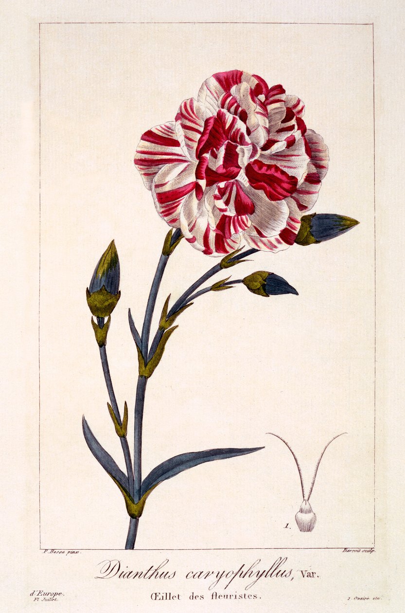 डिएन्थस कैरोफिलस, 1836 (हाथ से सजी रंग की) द्वारा पैंसेरा बेसा