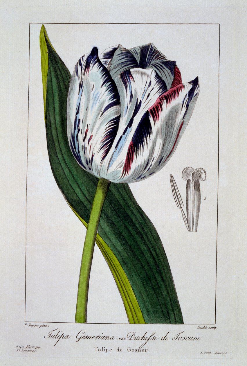 टस्कनी के डचेस का ट्यूलिप, 1836 (हाथ से रंगा हुआ उत्कीर्णन) द्वारा पैंसेरा बेसा