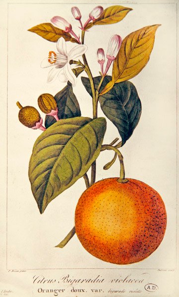 नारंगी, बरोइस द्वारा उकेरा गया, c.1820 (रंगीन उत्कीर्णन) द्वारा बानस (बाद) बेसा