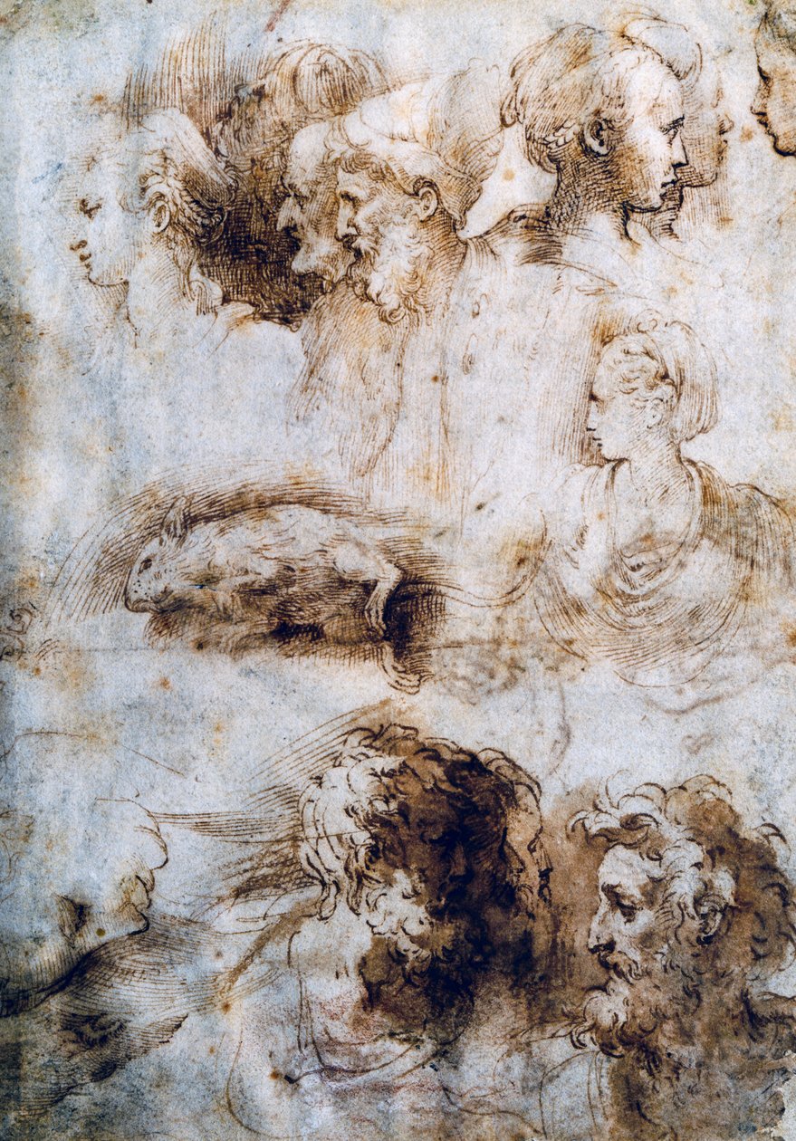 मृत चूहे, नर और मादा प्रोफाइल के लिए अध्ययन द्वारा Parmigianino