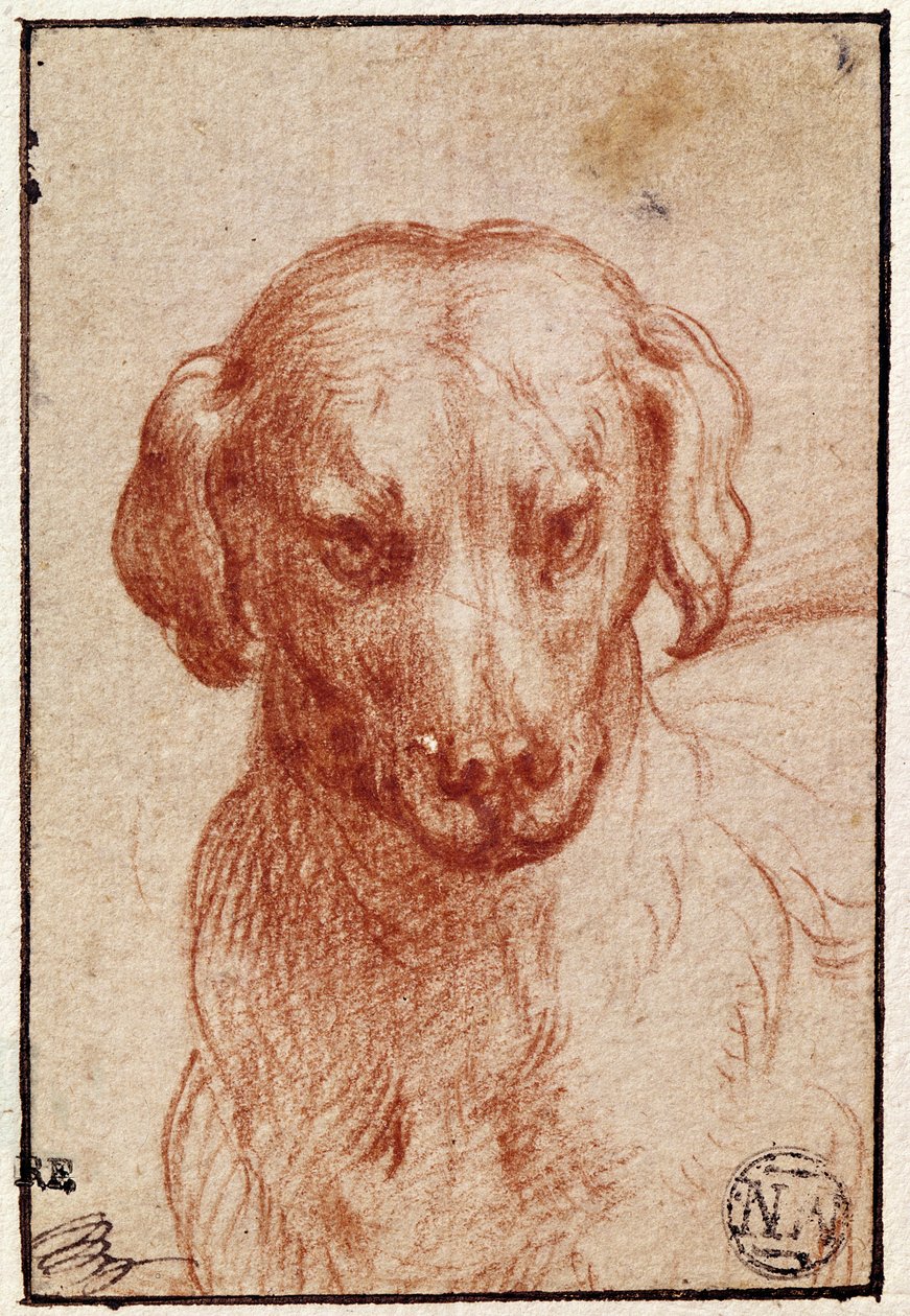 एक कुत्ते का सिर (कागज पर लाल चाक) द्वारा Parmigianino